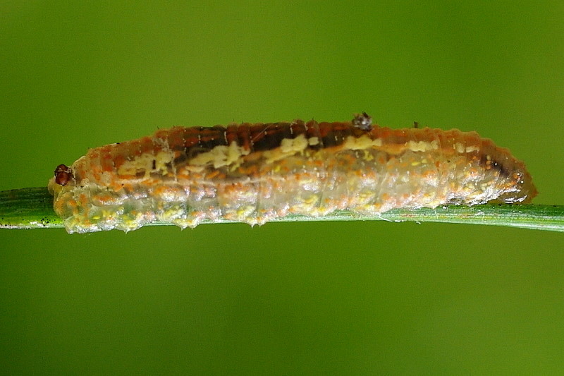 Syrphidae: Syrphus ribesii (larva) (3)